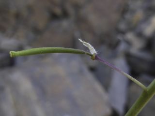 Diplotaxis harra (Forssk.) Boiss. subsp. harra [5/6]