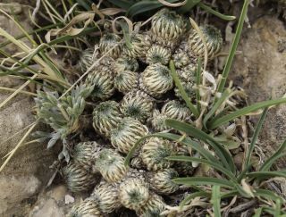 Draba hispanica Boiss. subsp. hispanica [5/9]