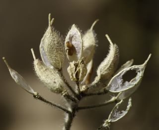 Draba hispanica Boiss. subsp. hispanica [9/9]