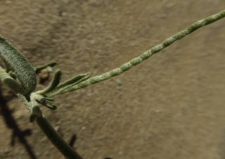 Eremobium aegyptiacum (Sprengel) Boiss. subsp. longisiliquum (Cosson) Maire [3/16]