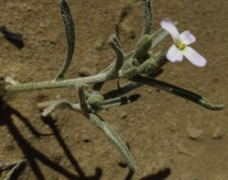 Eremobium aegyptiacum (Sprengel) Boiss. subsp. longisiliquum (Cosson) Maire [4/16]