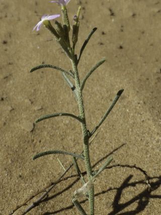 Eremobium aegyptiacum (Sprengel) Boiss. subsp. longisiliquum (Cosson) Maire [6/16]