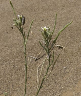Eremobium aegyptiacum (Sprengel) Boiss. subsp. longisiliquum (Cosson) Maire [14/16]
