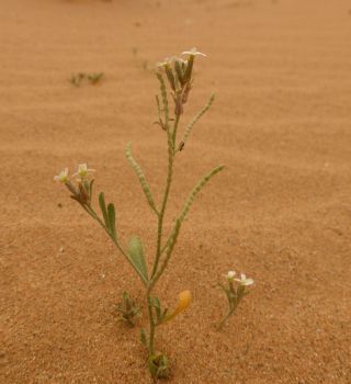 Eremobium aegyptiacum (Sprengel) Boiss. subsp. longisiliquum (Cosson) Maire [15/16]