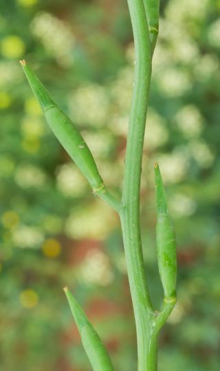 Eruca aurea Batt. [10/12]