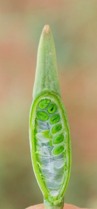 Eruca aurea Batt. [11/12]