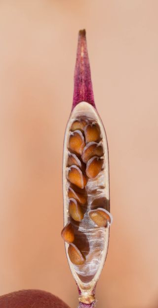 Eruca aurea Batt. [12/12]
