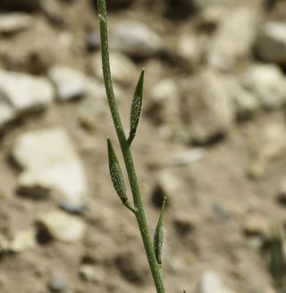 Eruca gr. vesicaria [6/18]