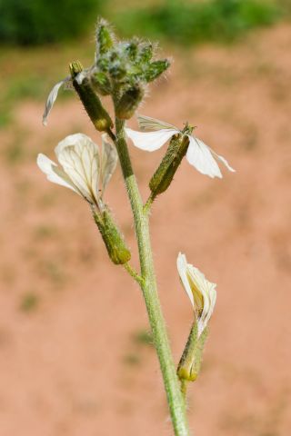 Eruca longirostris Uechtr. [3/11]