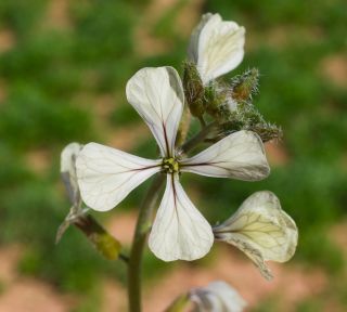 Eruca longirostris Uechtr. [4/11]