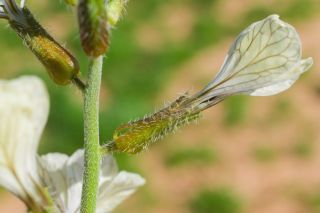 Eruca longirostris Uechtr. [5/11]
