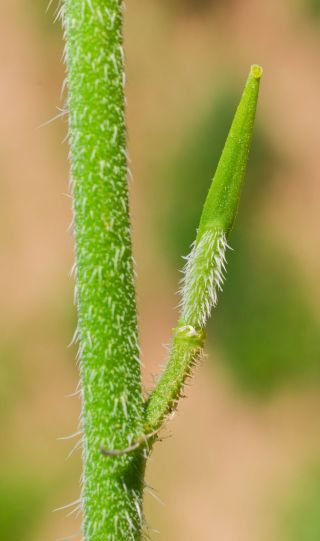 Eruca longirostris Uechtr. [6/11]