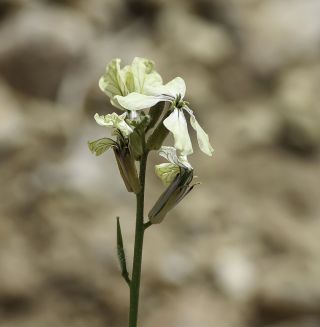 Eruca longirostris Uechtr. [8/11]