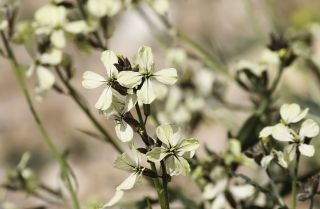 Eruca longirostris Uechtr. [9/11]