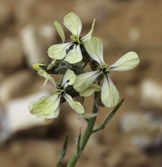 Eruca longirostris Uechtr. [10/11]