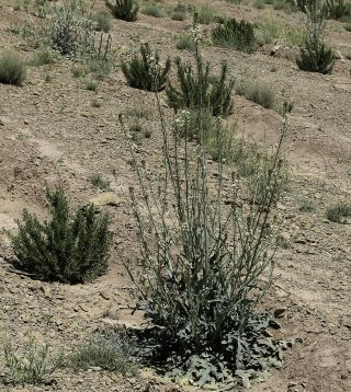 Eruca pinnatifida (Desf.) Pomel [1/7]