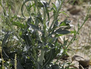 Eruca pinnatifida (Desf.) Pomel [3/7]