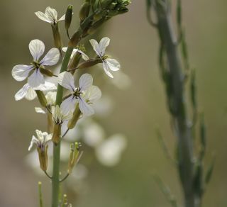 Eruca pinnatifida (Desf.) Pomel [5/7]