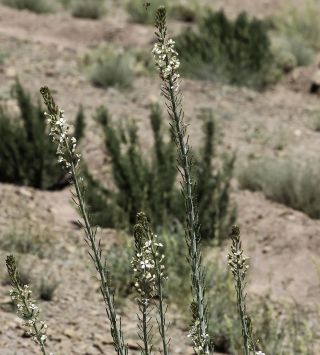 Eruca pinnatifida (Desf.) Pomel [6/7]