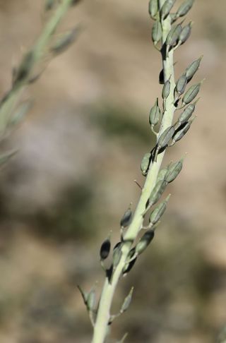 Eruca pinnatifida (Desf.) Pomel [7/7]
