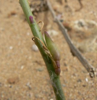 Erucaria ollivieri Maire [3/11]