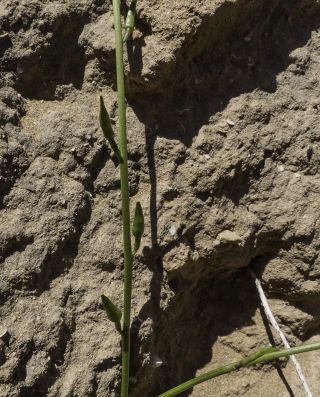 Erucaria ollivieri Maire [6/11]
