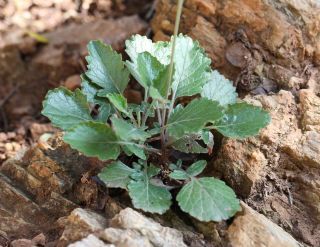 Erucastrum rifanum (Emb. & Maire) Gómez-Campo [2/2]
