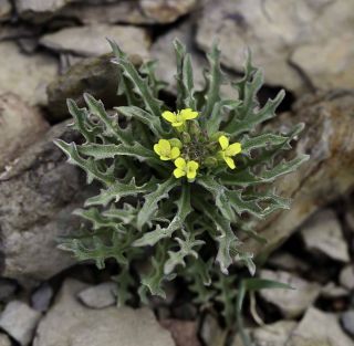 Erysimum incanum Kunze [7/7]