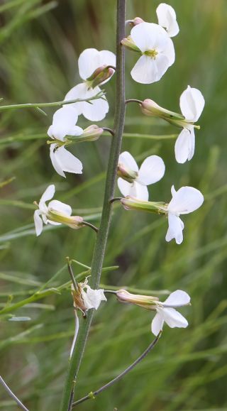Erysimum semperflorens (Schousb.) Wettst. subsp. semperflorens [7/10]