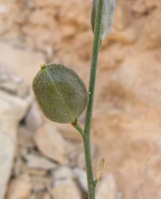 Farsetia aegyptia Turra subsp. aegyptia [8/12]
