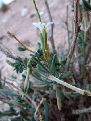 Henophyton zygarrhenum (Maire) Gómez-Campo [3/10]