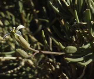 Henophyton zygarrhenum (Maire) Gómez-Campo [6/10]