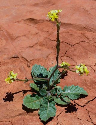 Hirschfeldia incana (L.) Lagr.-Foss. subsp. incana [2/9]