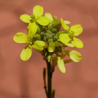 Hirschfeldia incana (L.) Lagr.-Foss. subsp. incana [3/9]