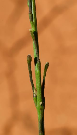 Hirschfeldia incana (L.) Lagr.-Foss. subsp. incana [4/9]