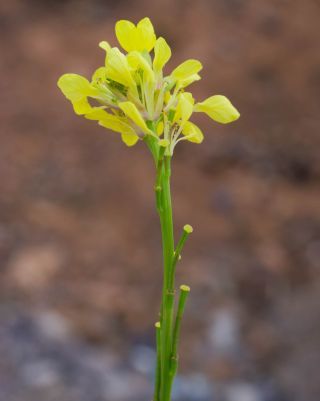 Hirschfeldia incana (L.) Lagr.-Foss. subsp. incana [6/9]