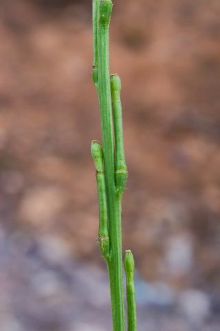 Hirschfeldia incana (L.) Lagr.-Foss. subsp. incana [7/9]