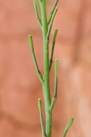 Hirschfeldia incana (L.) Lagr.-Foss. subsp. incana [9/9]