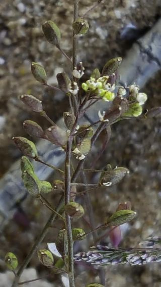 Hornungia procumbens (L.) Hayek subsp. procumbens [3/7]
