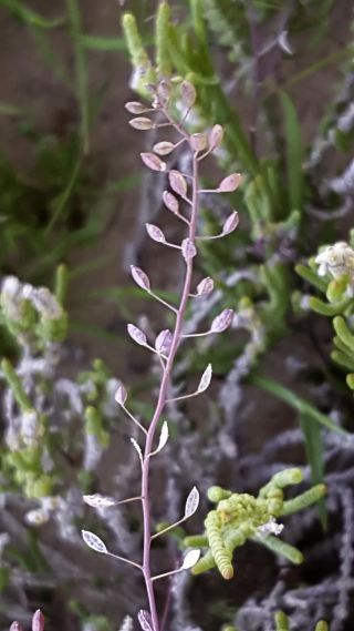 Hornungia procumbens (L.) Hayek subsp. procumbens [7/7]