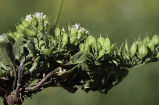 Lepidium hirtum (L.) Sm. subsp. dhayense (Munby) Thell. [3/15]