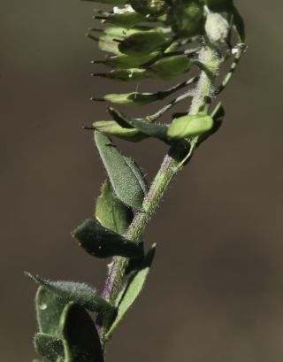 Lepidium hirtum (L.) Sm. subsp. dhayense (Munby) Thell. [4/15]