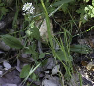 Lepidium hirtum (L.) Sm. subsp. dhayense (Munby) Thell. [9/15]