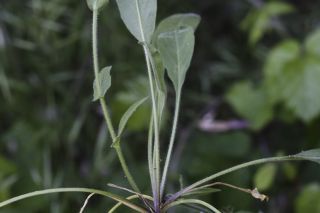 Lepidium hirtum (L.) Sm. subsp. dhayense (Munby) Thell. [12/15]