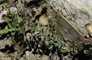 Lepidium hirtum (L.) Sm. subsp. dhayense (Munby) Thell. [14/15]