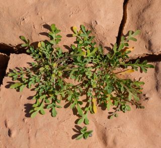 Lepidium lepidioides (Coss. & Durieu) Al-Shehbaz [2/9]