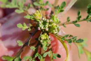 Lepidium lepidioides (Coss. & Durieu) Al-Shehbaz [3/9]