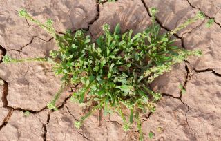 Lepidium lepidioides (Coss. & Durieu) Al-Shehbaz [4/9]