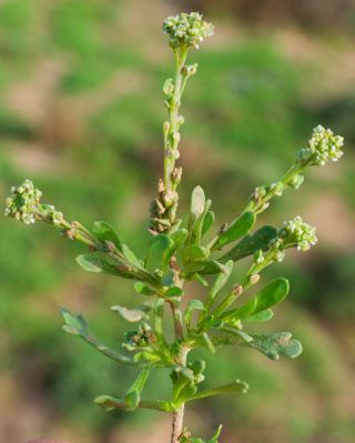 Lepidium lepidioides (Coss. & Durieu) Al-Shehbaz [5/9]