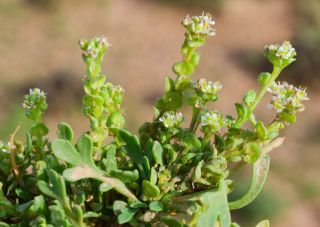 Lepidium lepidioides (Coss. & Durieu) Al-Shehbaz [6/9]